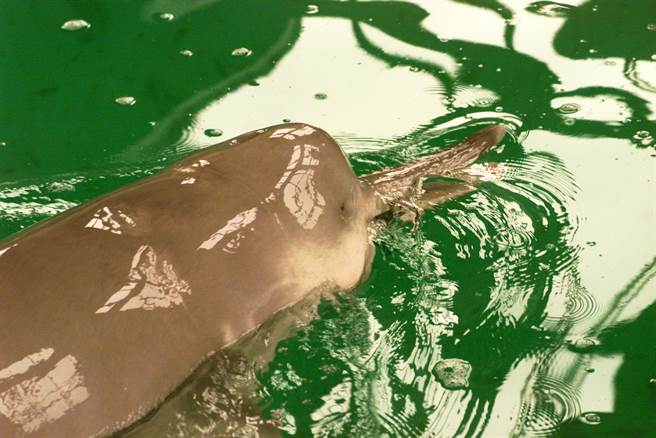 大陸今年開啟長江10年禁漁，主因是長江已有多種特有物種完全滅絕。圖中是2002年拍攝當時世界上唯一一頭人工飼養的白鱀豚生前戲水情景，目前長江白鱀豚已全部滅絕。（圖／新華社）