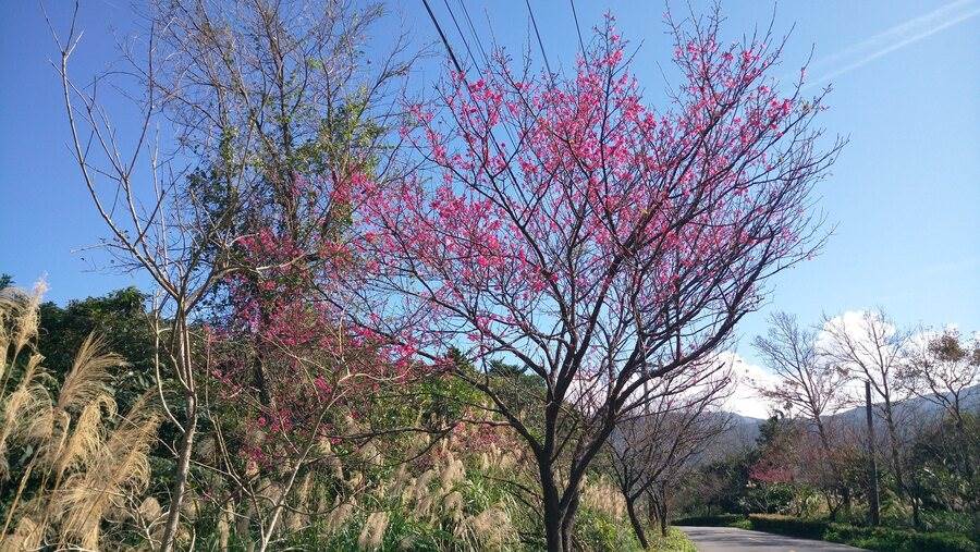 三芝-山櫻與芒花開一起，甚是好看。（圖取自新北市景觀處官網）