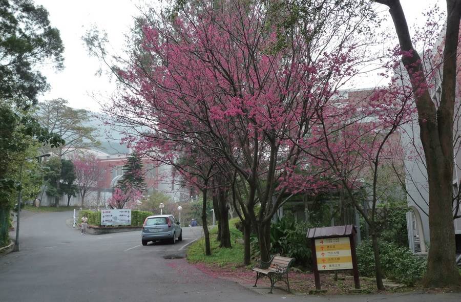 八里療養院前台灣山櫻盛開美景。（圖取自新北市景觀處官網）