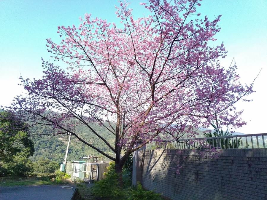 坪林-陽光撒下，櫻花被妝點的極為夢幻。（圖取自新北市景觀處官網）