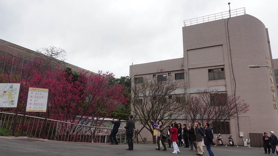 八里療養院前盛開的櫻花。（圖取自新北市景觀處官網）