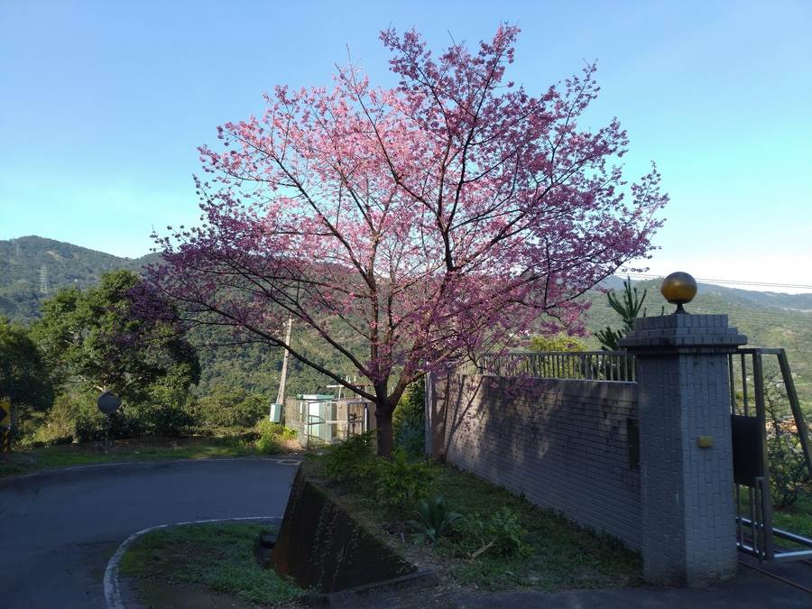 坪林-台灣山櫻的粉與藍天襯托得甚是美。（圖取自新北市景觀處官網）