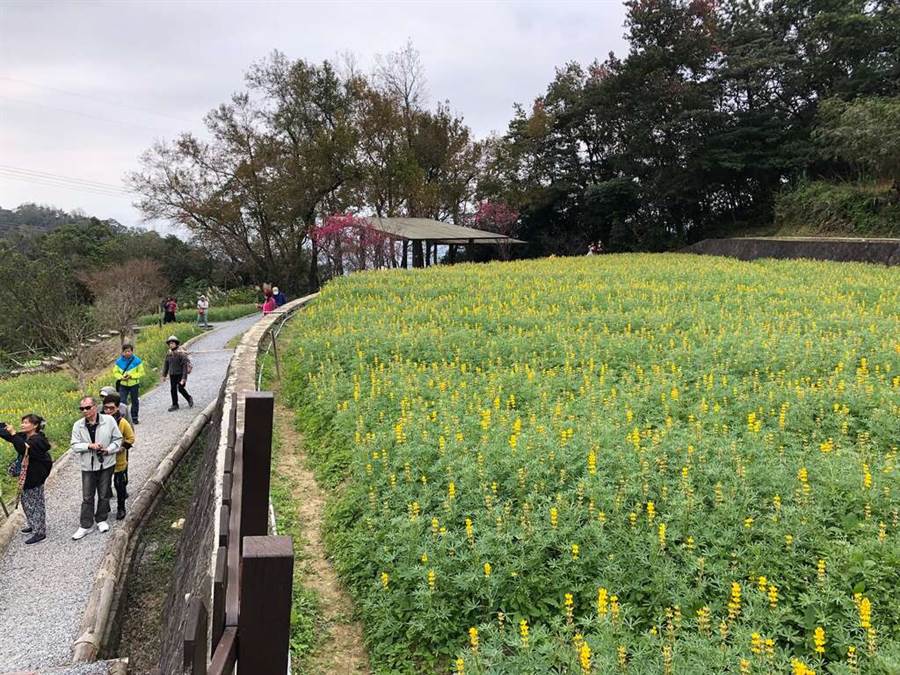 緋紅櫻花點綴魯冰花。（圖取自台北旅遊網）