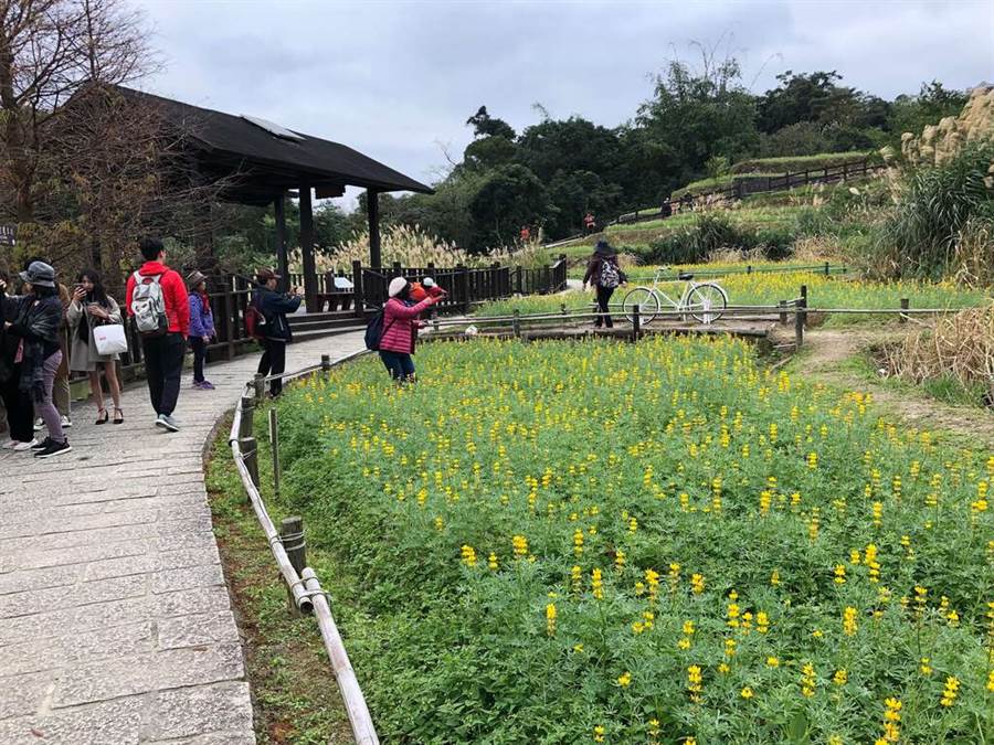 乘著微風徐賞魯冰花。（圖取自台北旅遊網）