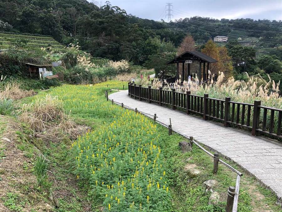 與步道同行賞魯冰花。（圖取自台北旅遊網）