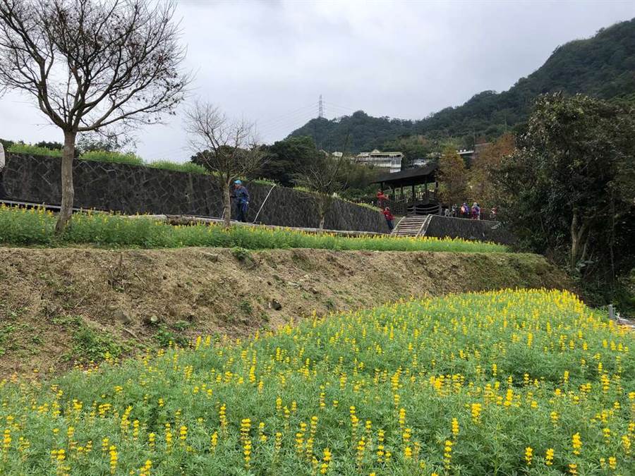 魯冰花層層疊疊。（圖取自台北旅遊網）