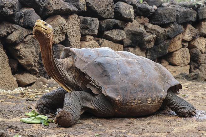 迪亚哥过去50年来成功繁衍出800只后代，让牠所属的加拉巴戈斯象龟亚种杜绝灭亡危机。（图／撷取自新华社官方推特）