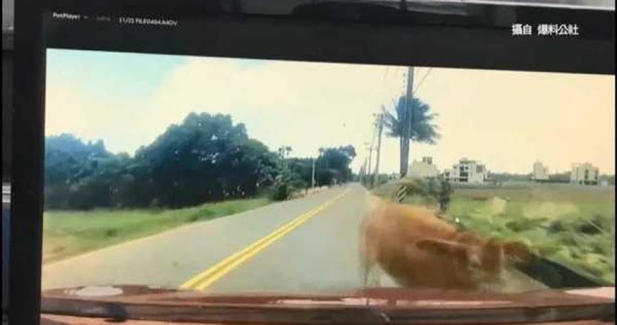 大黃牛從路邊衝出撞上游男的小轎車，導致游男車輛板金凹陷。（圖／翻攝畫面）