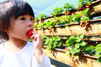 不是暖冬產量卻更少　恆春草莓果園不怕沒人「只怕沒果」