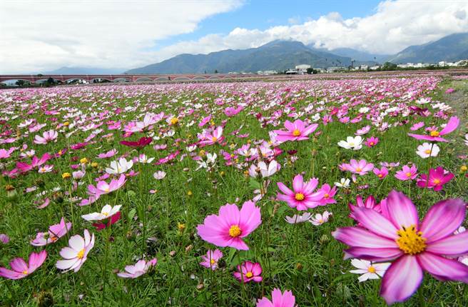 鹿野二層坪波斯菊油菜花海綻放台東縱谷成花花世界 生活 中時