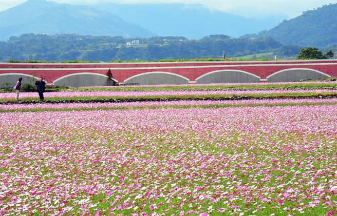 鹿野二層坪波斯菊油菜花海綻放台東縱谷成花花世界 生活 中時