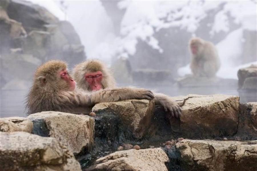 長野縣-地獄谷野猿公苑雪猴【刊登請放上（写真提供：Nagano Tourism Organization)】