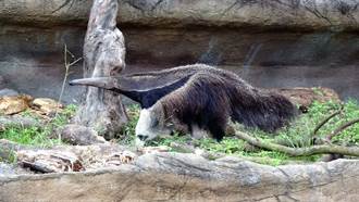 貓熊怎會跑到熱帶雨林館？原是「牠」的前肢像圓仔