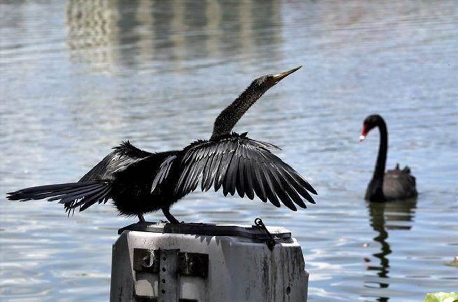 美國出現首宗武漢肺炎病例，繼美伊衝突後，金融市場再度出現一隻黑天鵝。示意圖。（美聯社）