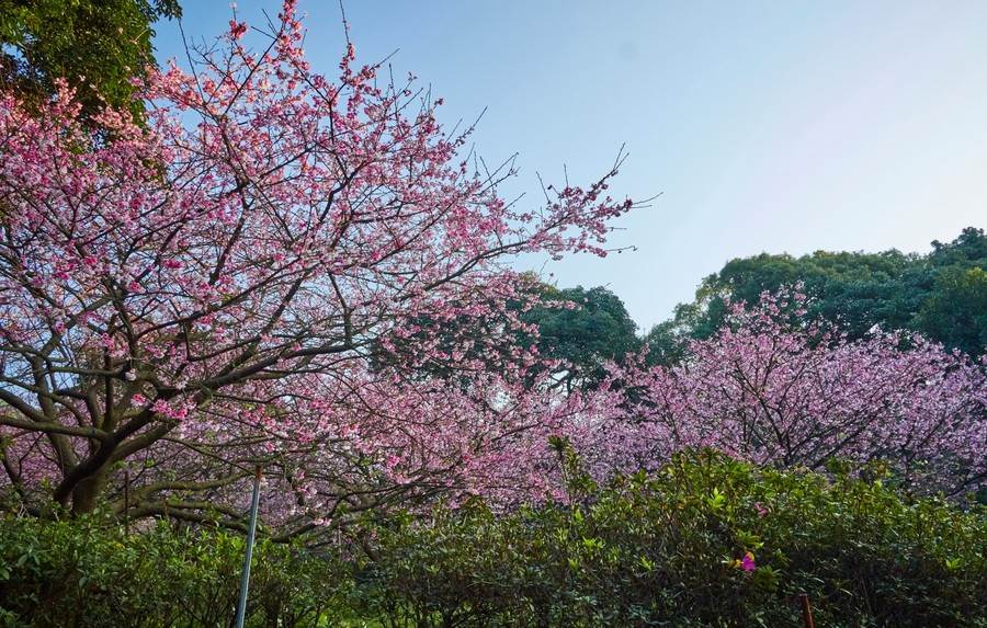 天元宮櫻花。（圖取自新北市景觀處官網）