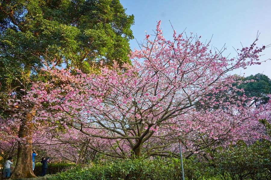 櫻花盛開宛如粉色花海。（圖取自新北市景觀處官網）