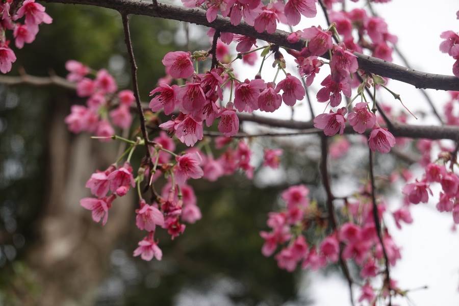 土城太極嶺-近距離鑒賞更能欣賞櫻花之美。(圖取改過北市景觀處官網)