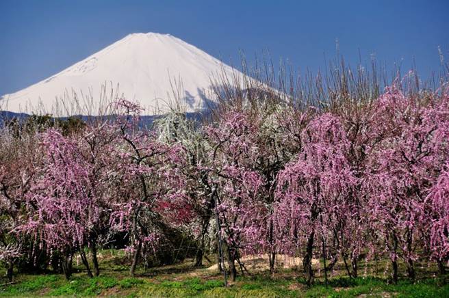 神奈川縣賞梅遠眺富士山 櫻花接力春浪漫 旅遊 中時新聞網