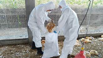 鹽埔鄉土雞場確診感染禽流感　主動通報已撲殺8715隻紅羽土雞