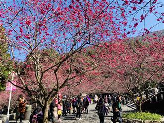 九族櫻花開了　櫻花祭限定雙月票最便宜