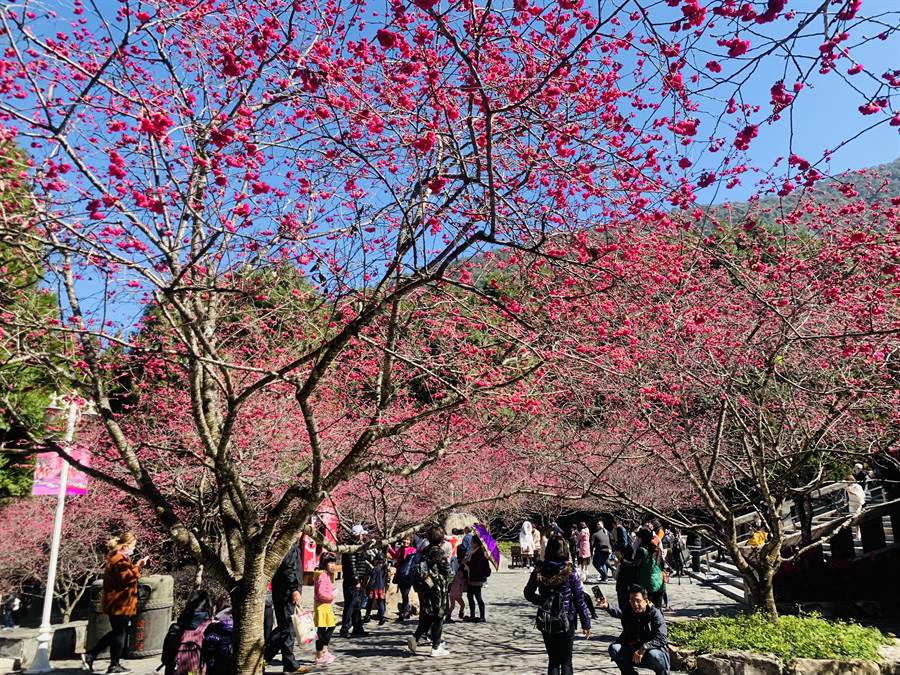 九族文化村的櫻花入手下手綻放，正是春遊賞櫻好機會。（廖志晃攝）