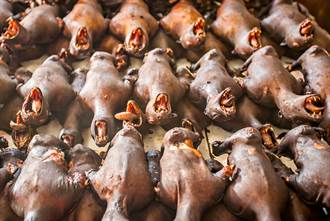 託武漢肺炎之「福」，印尼恐怖市場放蝙蝠一馬