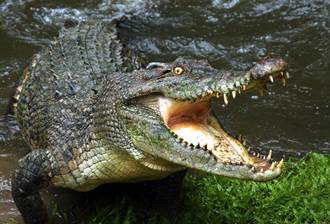 搶食打盹鱷魚獵物 美洲豹伸爪進血盆大口