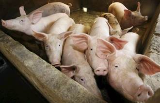 非洲豬瘟擴散峇厘島 影響豬肉節