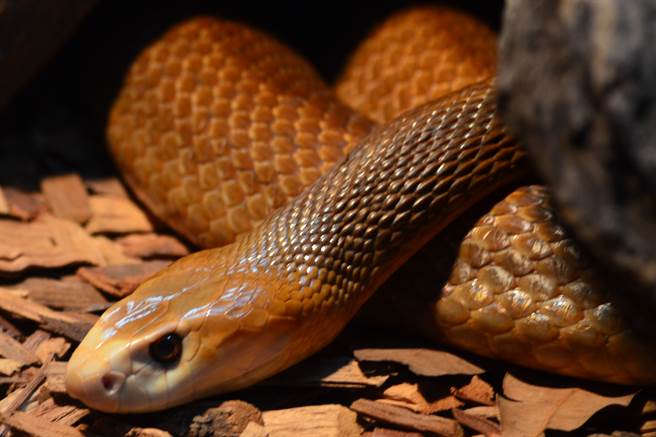 青蛙嘴吐出「第三毒蛇頭」 專家驚呼(示意圖/達志影像)