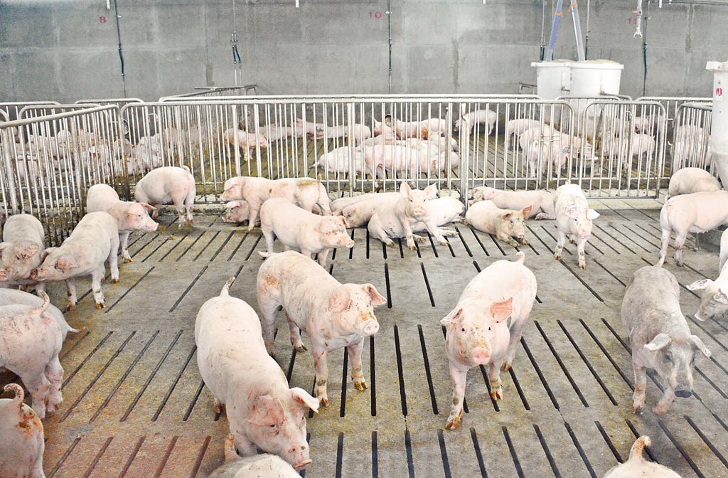 台糖東海豐畜殖場進入試營運階段，讓傳統養豬業開創新里程碑。（林和生攝）