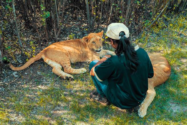 21歲女飼育員餵養猛獅下場惹鼻酸 日常 網推