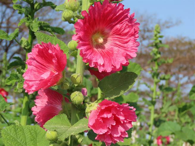 學甲蜀葵花開約5成花季文化節活動決定續辦 旅遊 中時