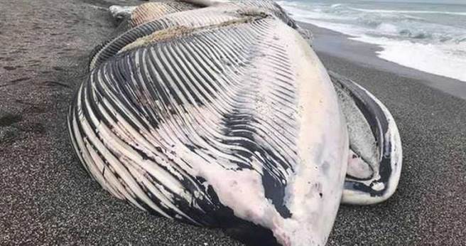 æ¼å·ç¹å´æ´»æ´»é¤