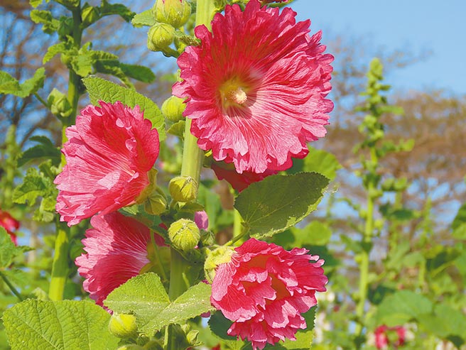 学甲蜀葵花季228如期登场 新闻 中国时报