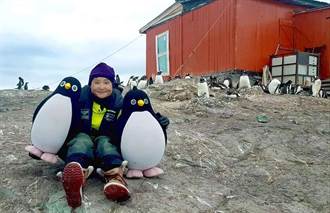 南極高溫破紀錄！ 頰帶企鵝50年減少77％