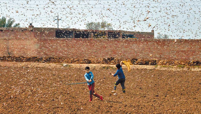 2月15日，巴基斯坦兒童在田地驅趕蝗蟲。（新華社）
