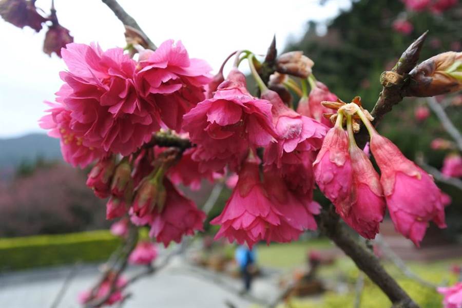 目前陽明山櫻花開放來到八重櫻準備盛開中。（圖取自陽明山花季 Facebook）
