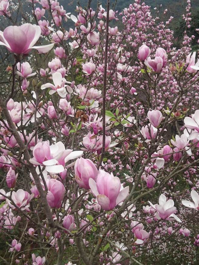 全台唯一木蓮花林粉紅泡泡超夢幻 生活 中時