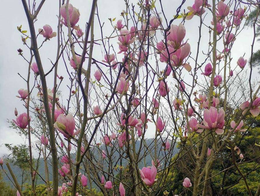掛樹上的木蓮花，恰似粉紅泡泡。（圖取自新北市景觀處官網）