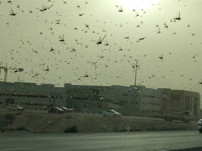 4千億蝗蟲過境！台人：災難好近（圖／臉書粉專《It's A Whole New World 我的一千零一夜》授權提供）