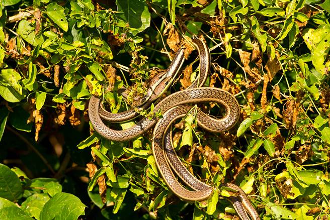 健行发现彩虹怪蛇 消失50年现踪专家惊(示意图/非当事蛇/达志影像)