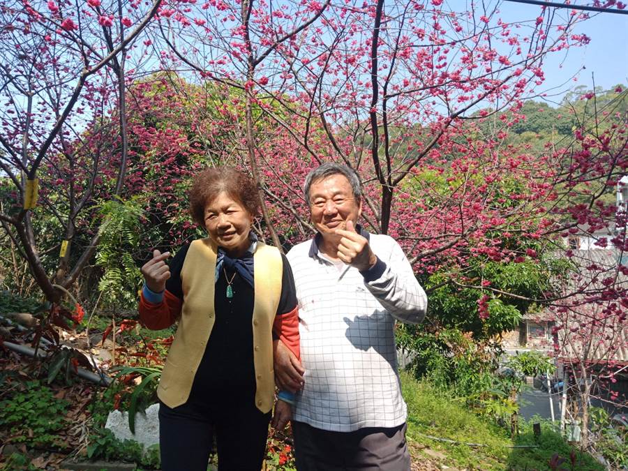  員林市前湖水里里長吳信夫（右）和妻子吳黃秀齡，每年春天都可在自宅旁山坡地欣賞到美麗的櫻花綻放景色，這片美景也成為眾多親朋好友的賞櫻祕境。（謝瓊雲攝）