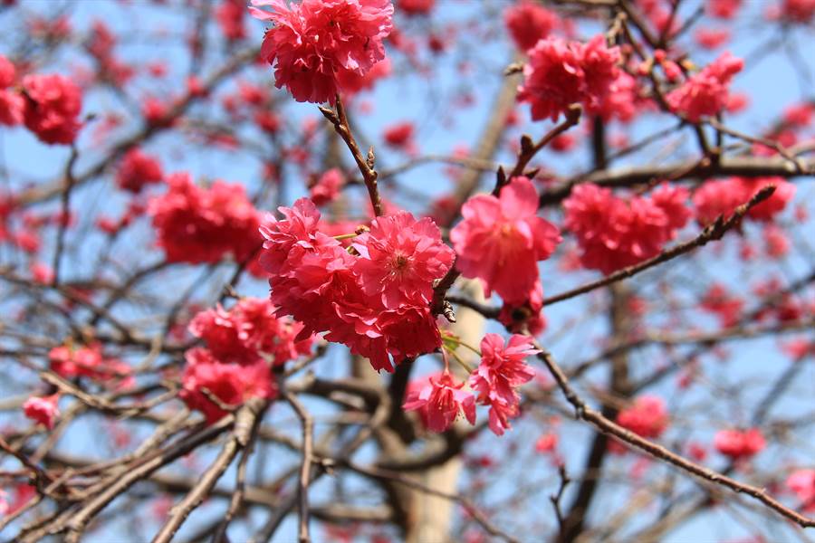 不同於單瓣的山櫻花（緋寒櫻），八重櫻為多重花瓣，盛開時更令人驚豔。（謝瓊雲攝）