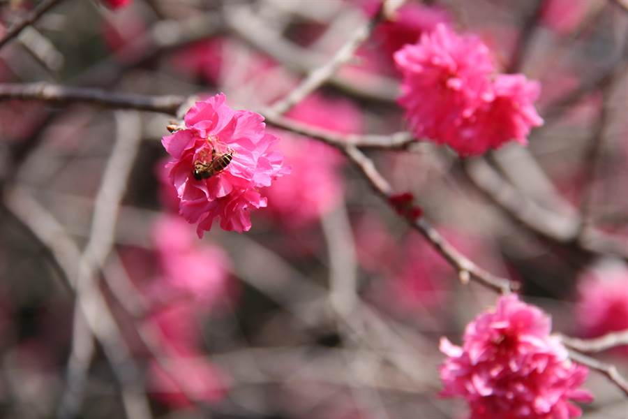 不同於單瓣的山櫻花（緋寒櫻），八重櫻為多重花瓣，盛開時更令人驚豔。（謝瓊雲攝）