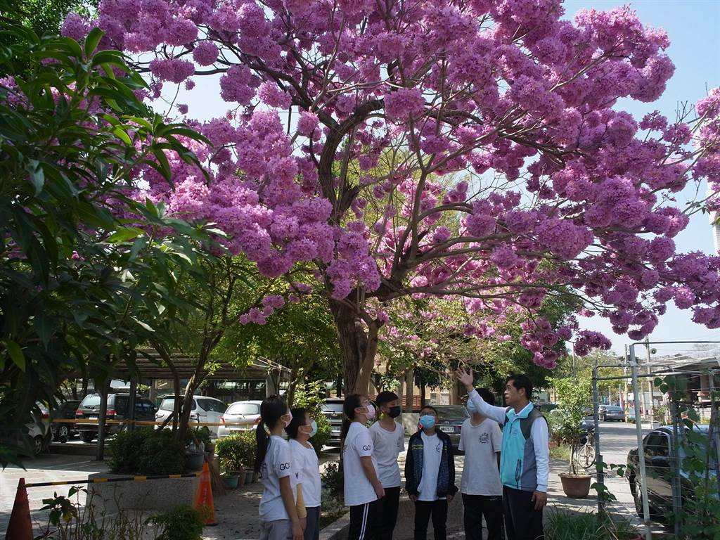 南陽國小紅花風鈴木每年盛開報答社區 生活 中時