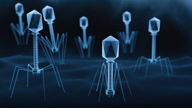 噬菌體是專門破壞細菌的病毒，因此許多科學家認為，它是未來的抗菌希望。(圖/網路)