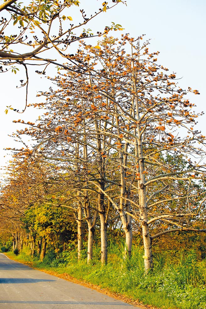 春意盎然彰化木棉花道紅了 地方新聞 中國時報