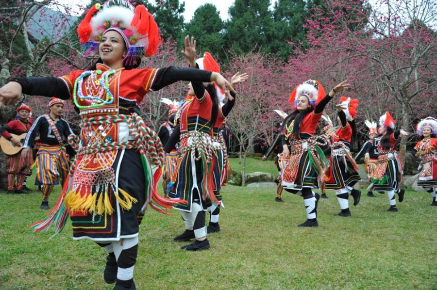 落櫻繽紛，在九族文化村也能欣賞原民歌舞表演。（九族文化村 提供）