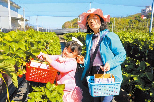 大湖採草莓人氣逆勢增2成 地方新聞 中國時報