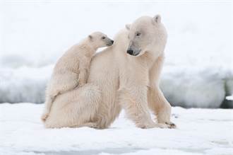 北極熊餓昏捕食子女 嘴叼幼熊頭專家驚